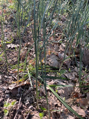 Allium de Cabeça Redonda