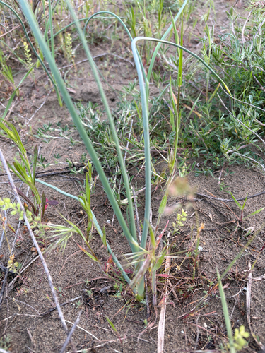 Allium de Cabeça Redonda