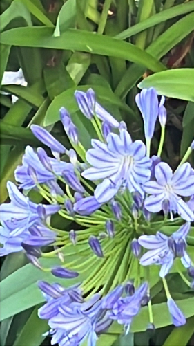 Agapanto Azul de Haste Longa