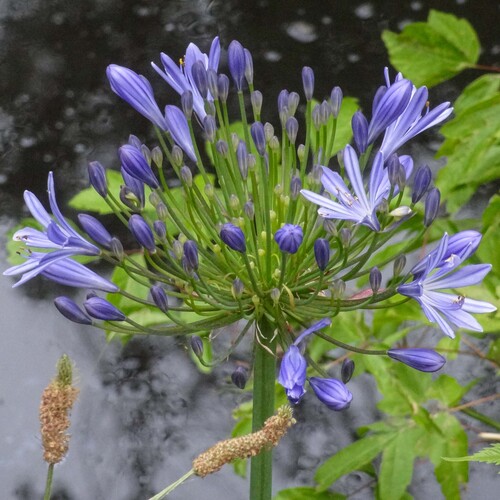 Agapanto Azul de Haste Longa