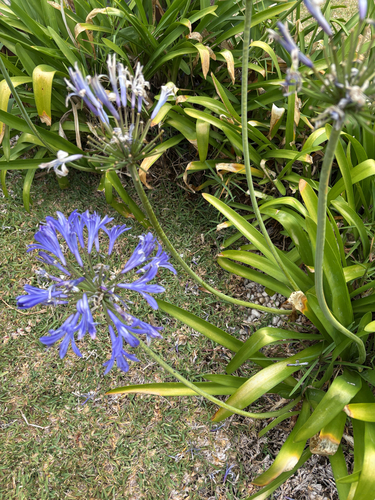 Agapanto Azul de Haste Longa