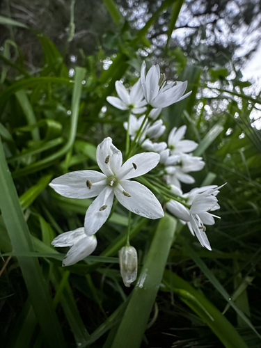 Allium Branco Delicado