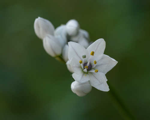 Allium Branco Delicado