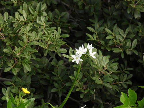 Allium Branco Delicado