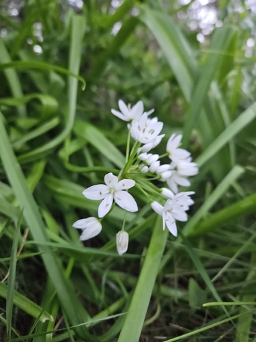 Allium Branco Delicado