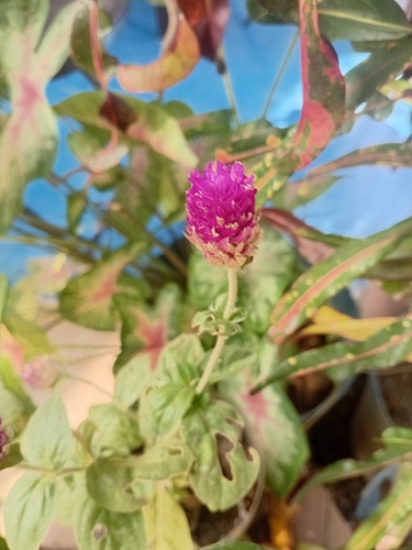 Perpétua de Corte Colorida
