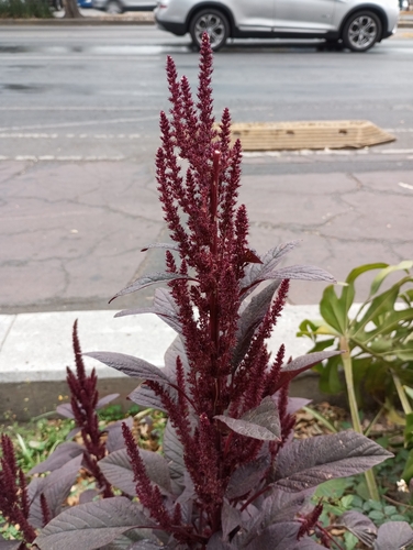 Amaranto de Haste Ereta Roxo