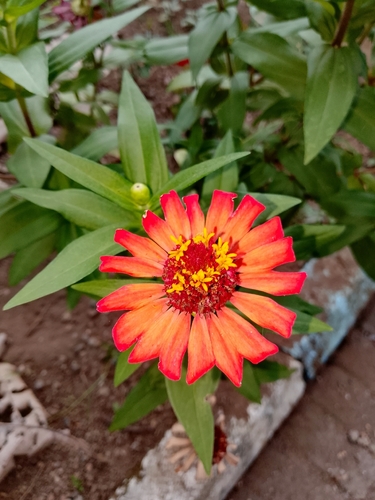 Zínia de Corte Dobrada Colorida