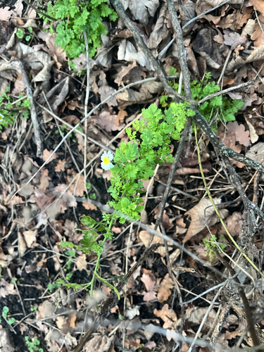 Margaridinha Campestre de Corte (Feverfew)
