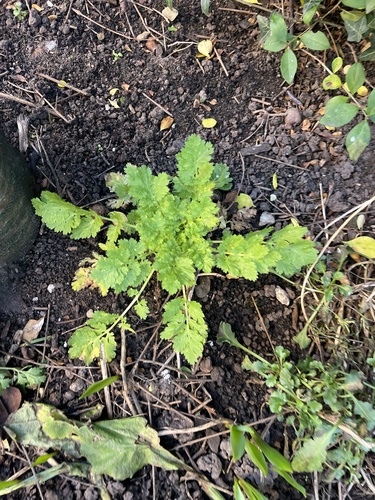 Margaridinha Campestre de Corte (Feverfew)