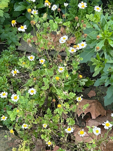 Margaridinha Campestre de Corte (Feverfew)