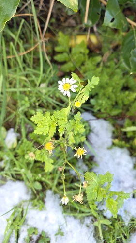 Margaridinha Campestre de Corte (Feverfew)