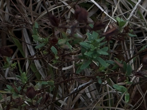 Hipérico de Corte com Bagas Verdes