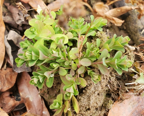 Hipérico de Corte com Bagas Verdes