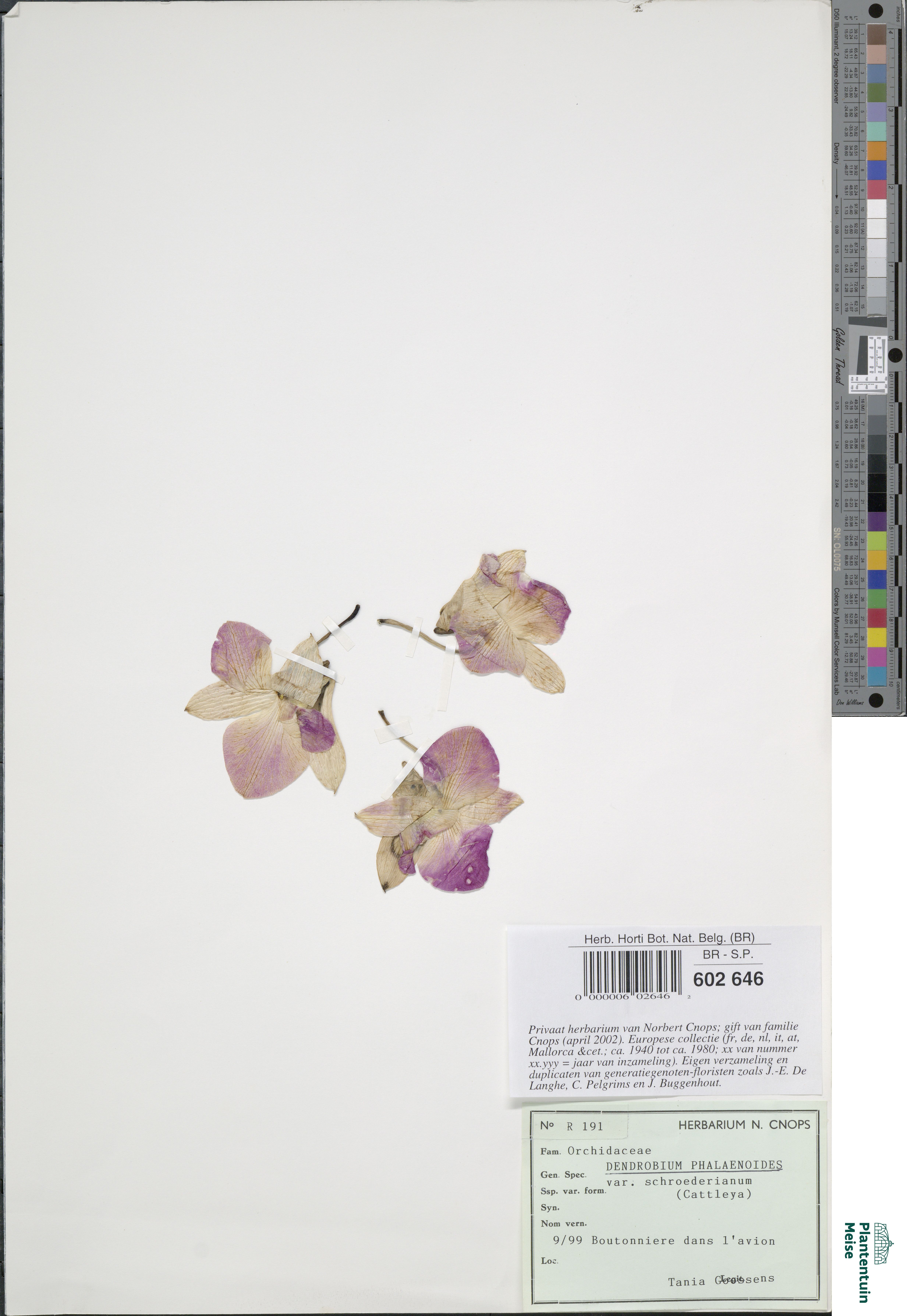Orquídea Denphal de Corte Rosa