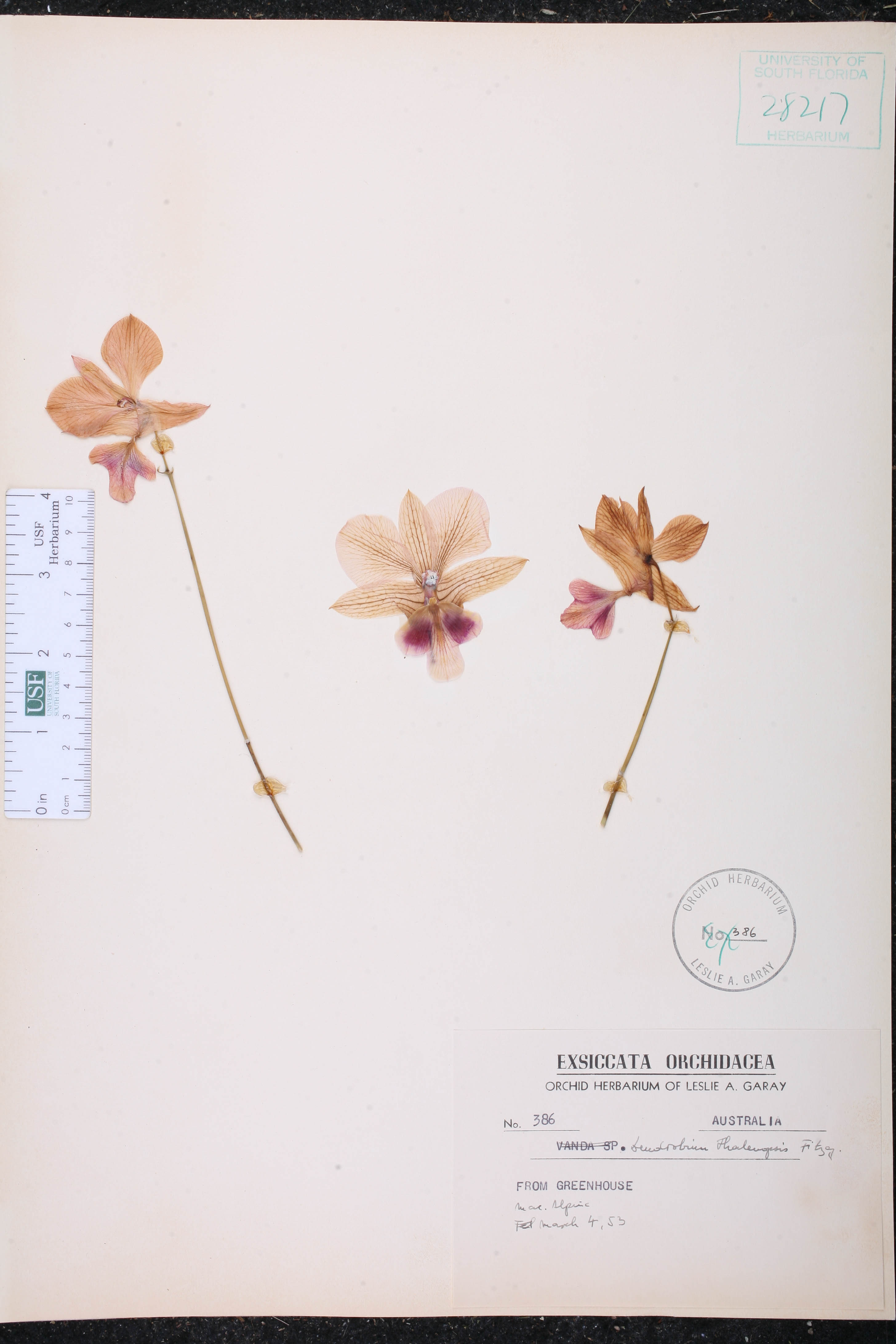 Orquídea Denphal de Corte Rosa