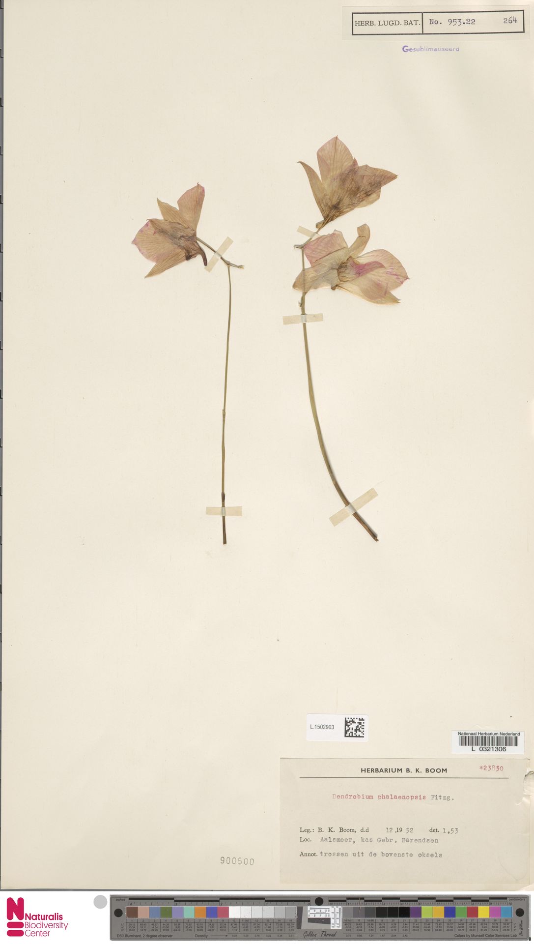 Orquídea Denphal de Corte Rosa