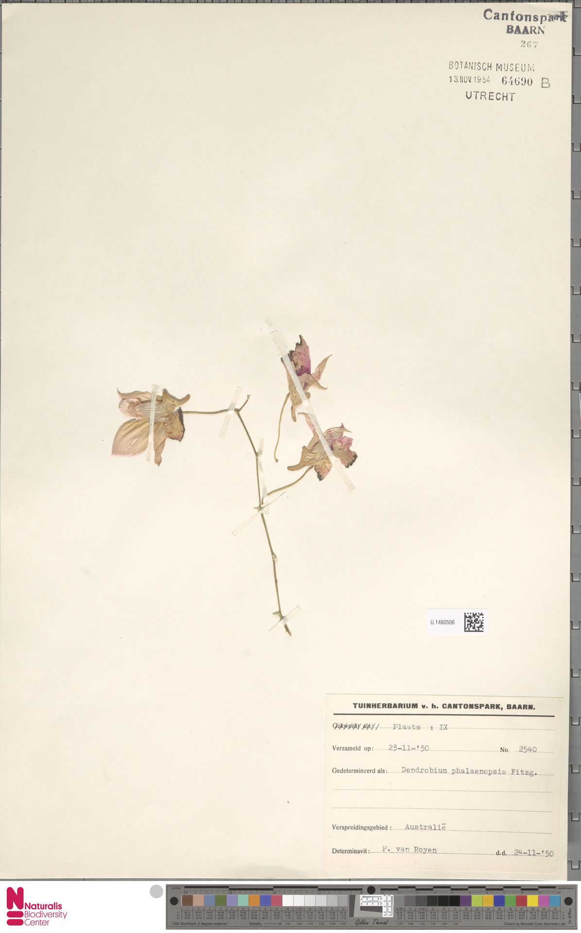 Orquídea Denphal de Corte Rosa