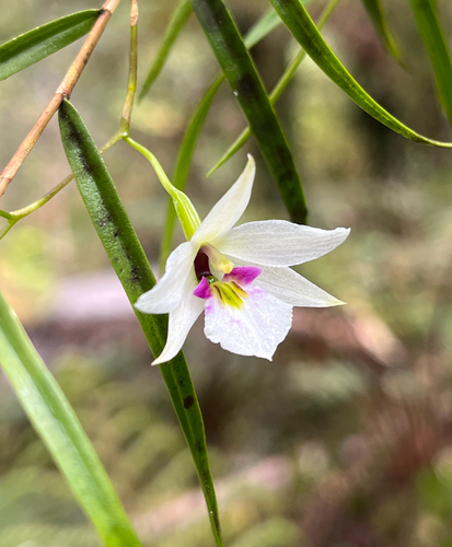 Orquídea Denphal Branca de Corte