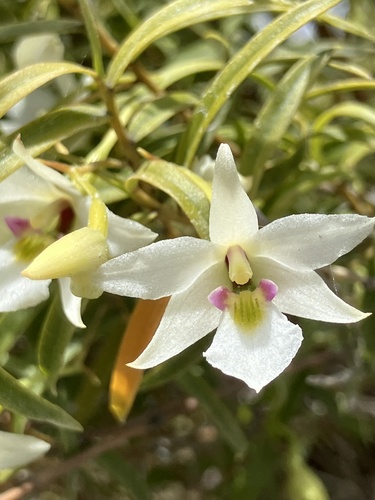 Orquídea Denphal Branca de Corte
