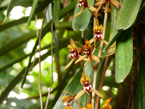 Orquídea Cymbidium Amarela de Haste