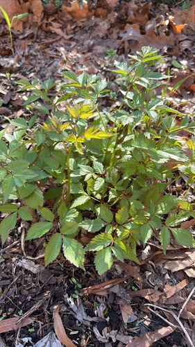 Astilbe Rosa de Corte