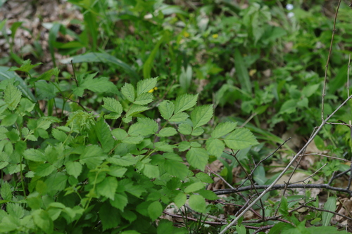 Astilbe Rosa de Corte
