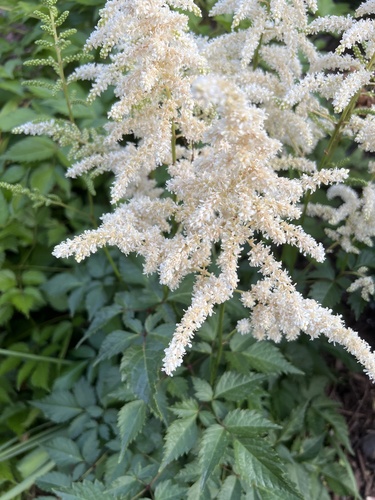 Astilbe Rosa de Corte