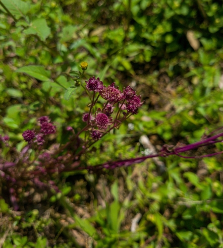 Astrantia Estrelada de Corte