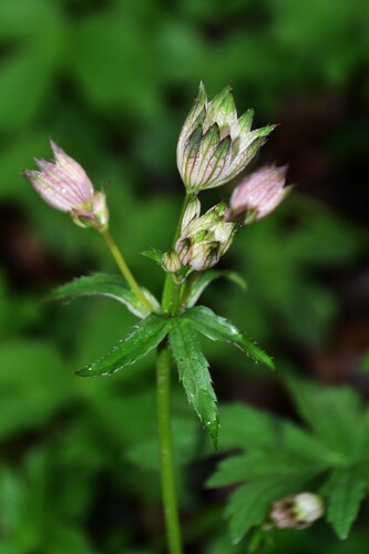Astrantia Estrelada de Corte