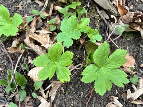 Astrantia Estrelada de Corte