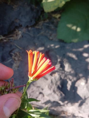 Bouvardia Estrela de Corte