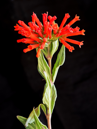 Bouvardia Estrela de Corte