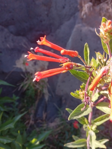 Bouvardia Estrela de Corte