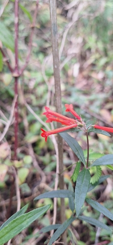 Bouvardia Estrela de Corte