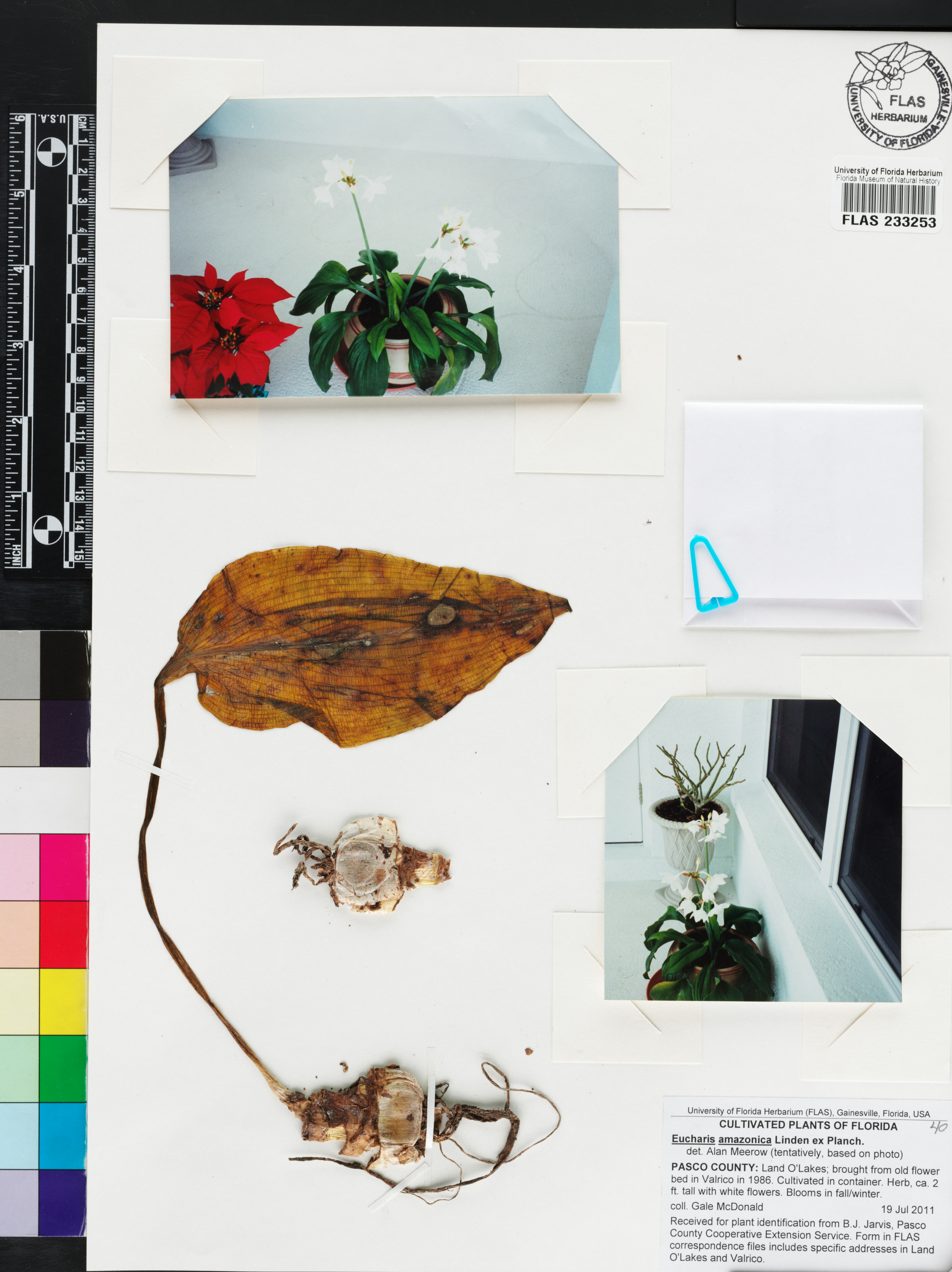 Lírio do Amazonas de Corte