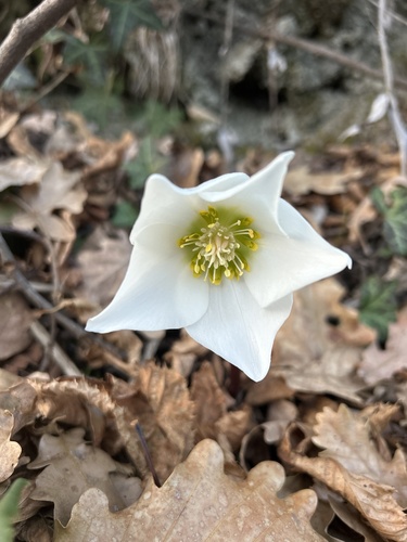 Helleborus (Rosa de Natal) de Corte