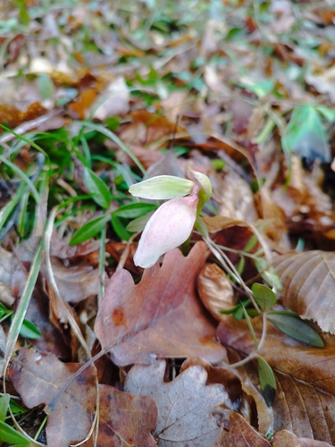 Helleborus (Rosa de Natal) de Corte