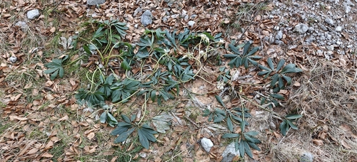 Helleborus (Rosa de Natal) de Corte