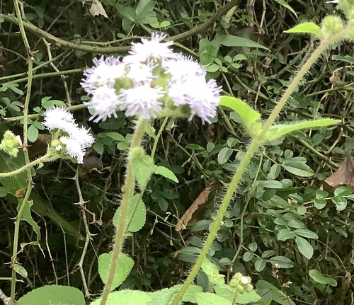 Agerato Plumoso de Corte