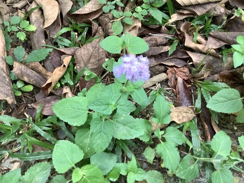 Agerato Plumoso de Corte