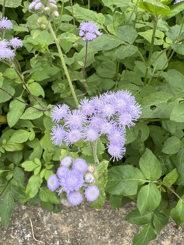 Agerato Plumoso de Corte