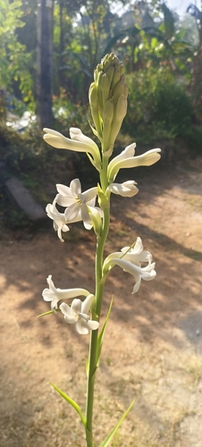 Angélica Perfumada de Haste Longa