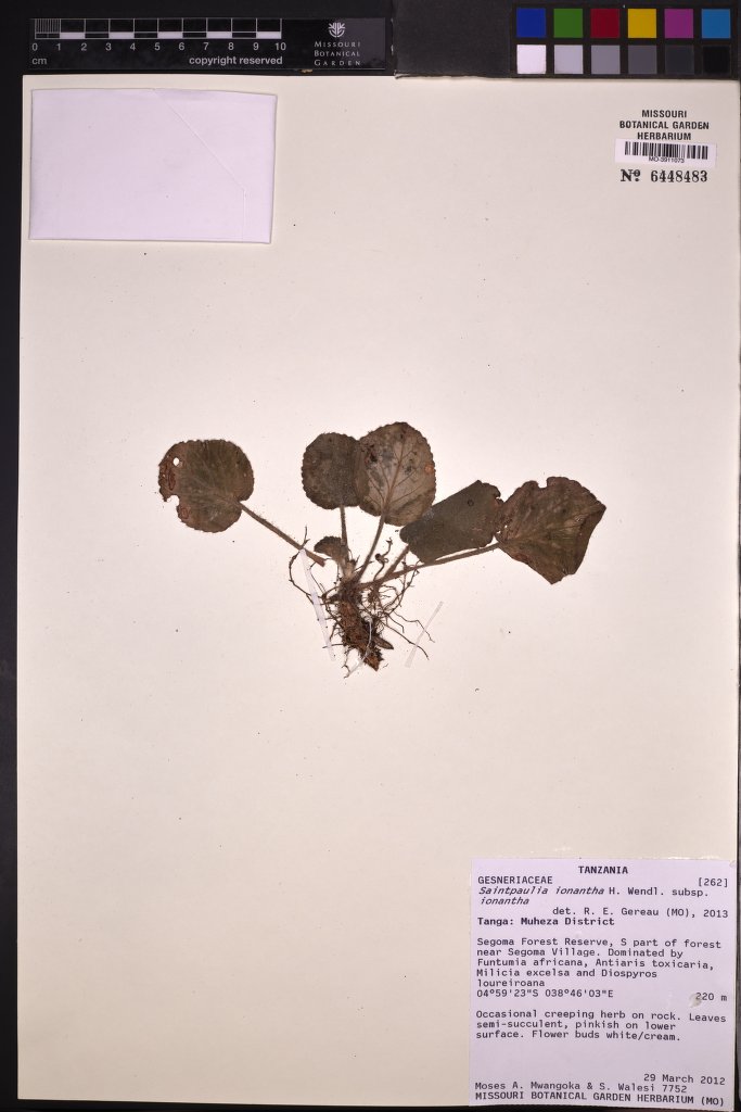 Violeta Africana Roxa de Vaso