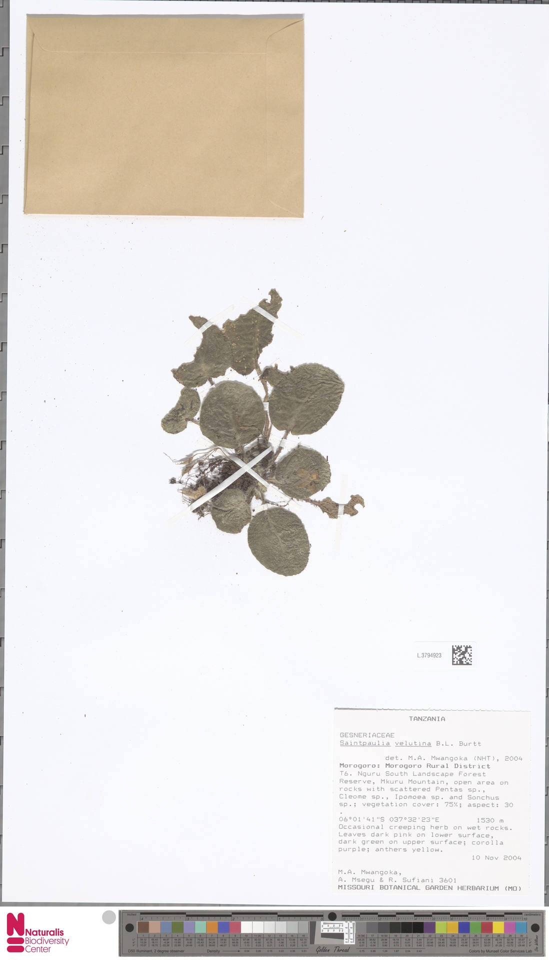 Violeta Africana Velutina