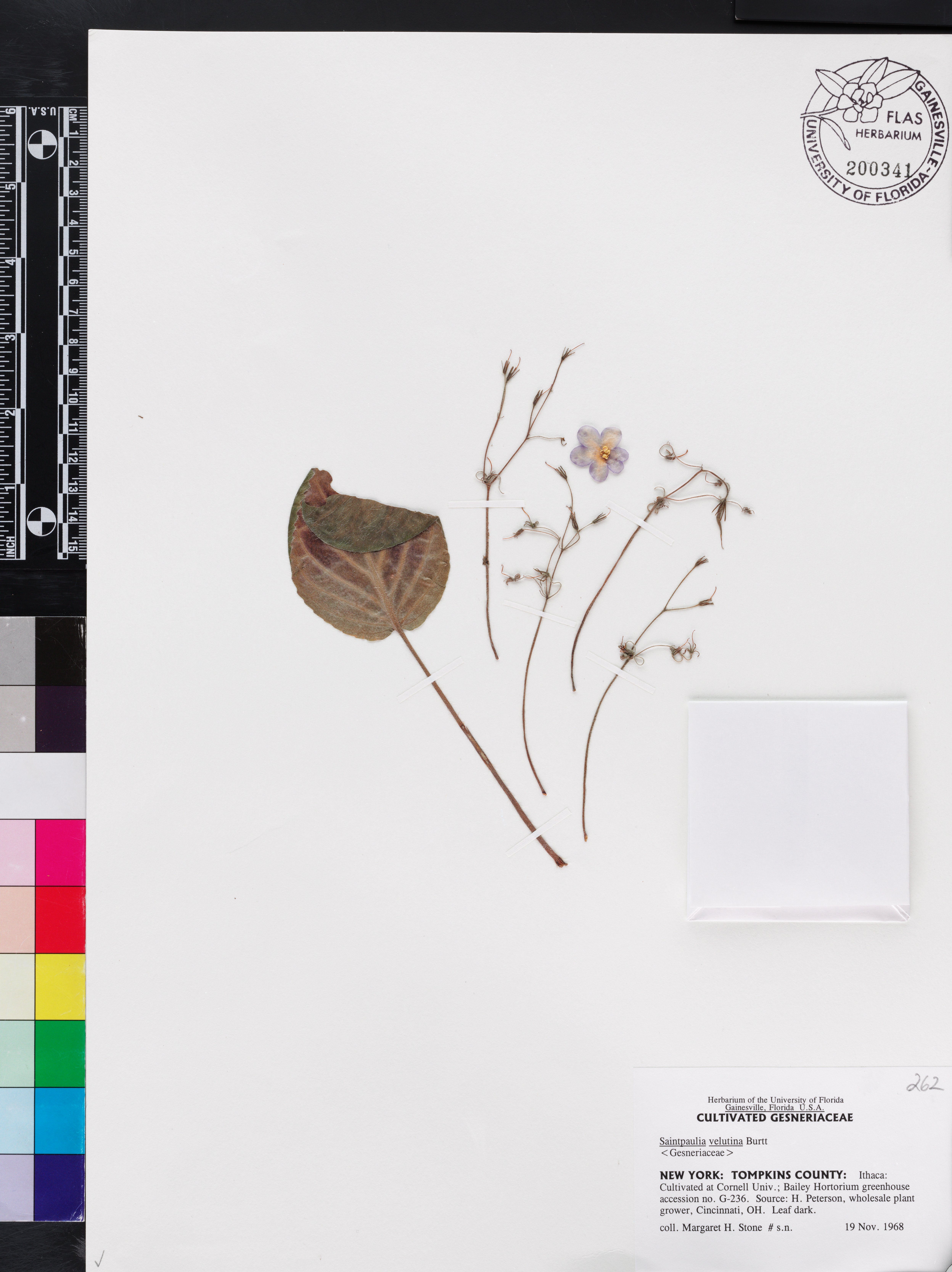 Violeta Africana Velutina