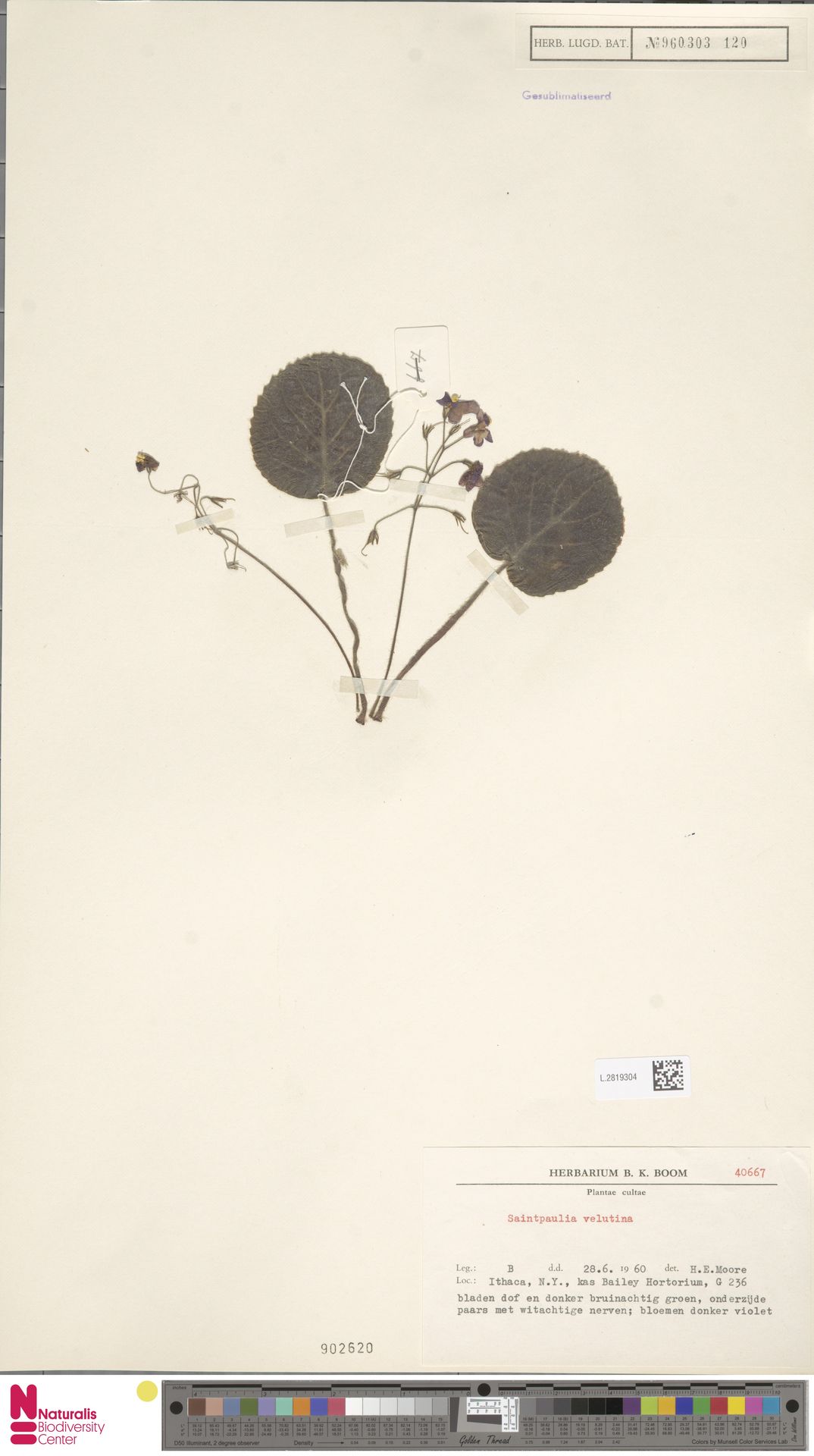 Violeta Africana Velutina