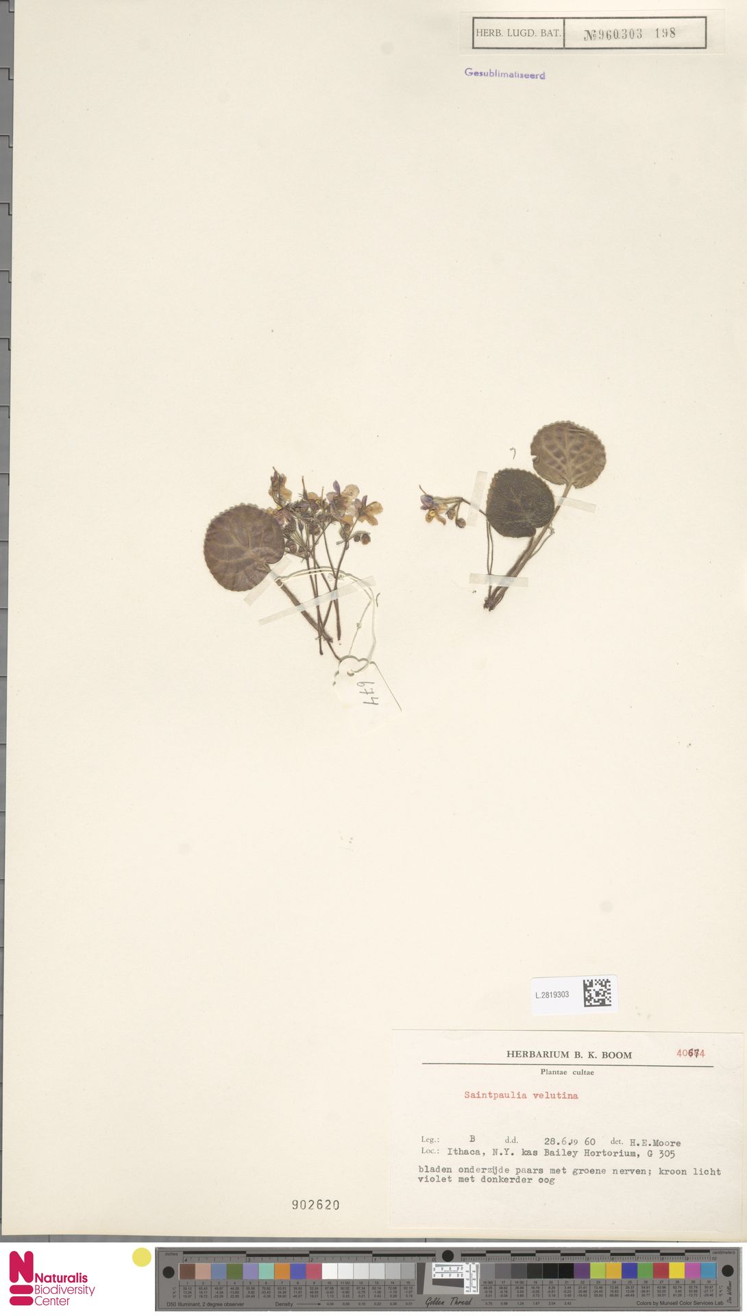 Violeta Africana Velutina