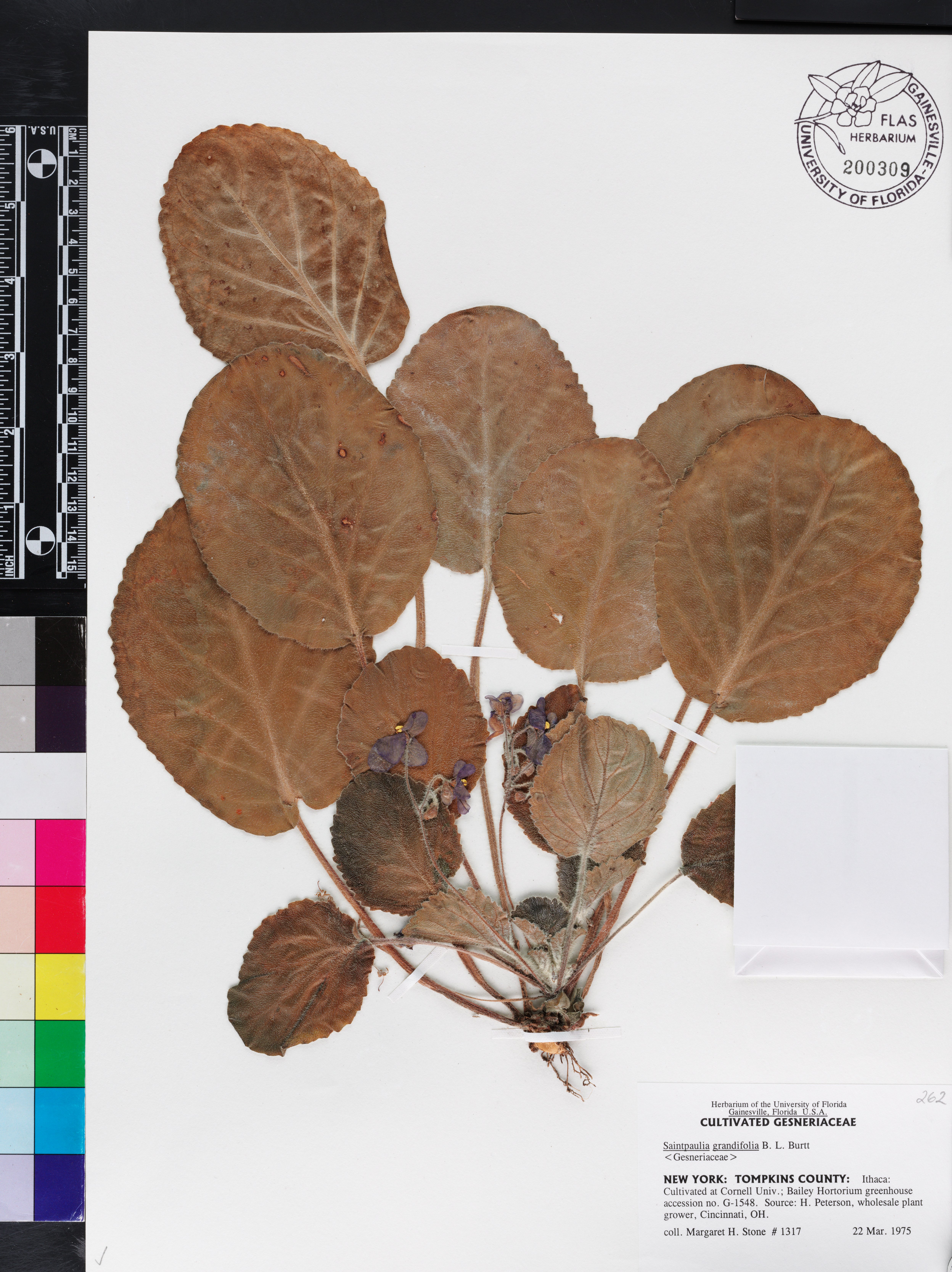 Violeta Africana de Flor Grande