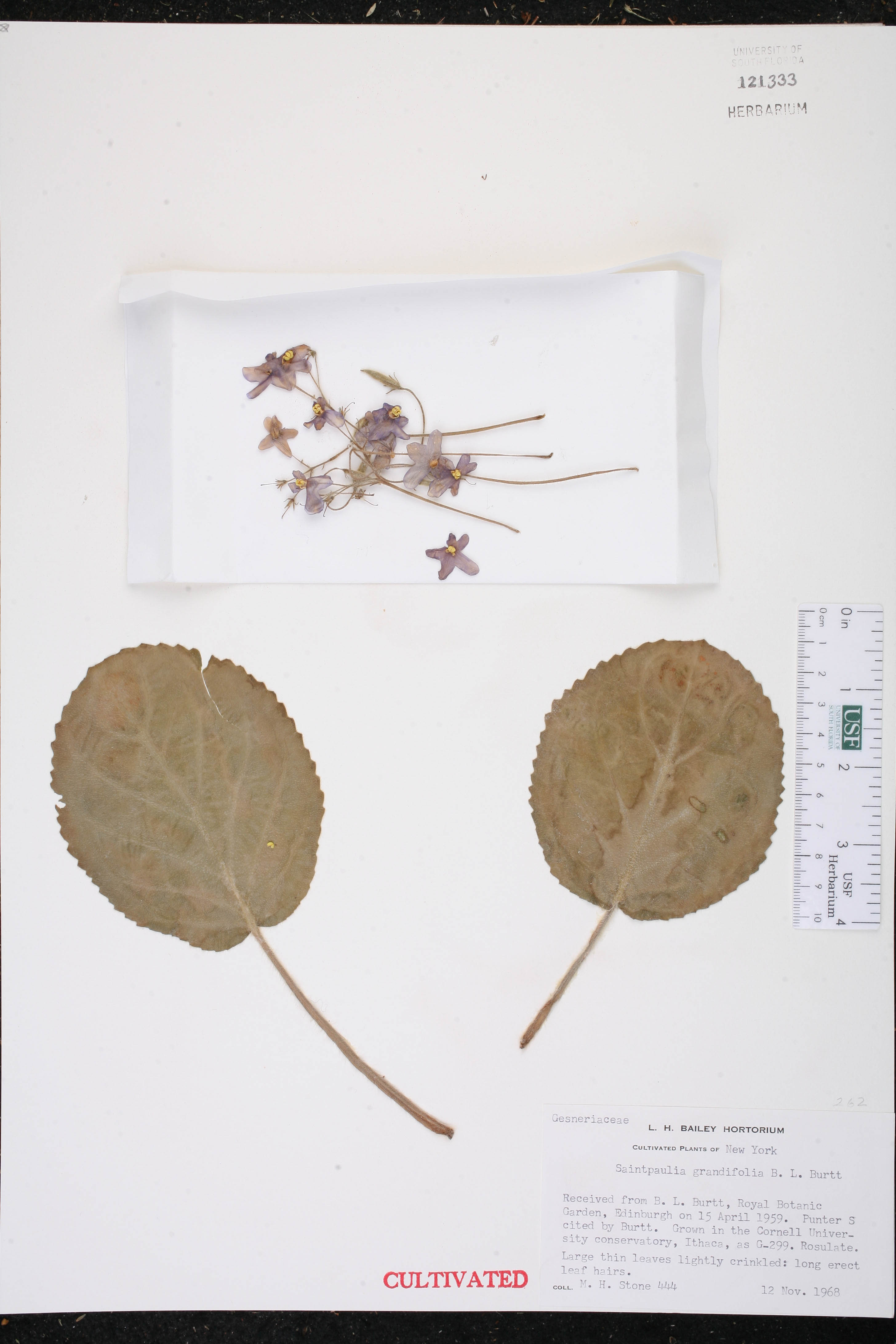 Violeta Africana de Flor Grande